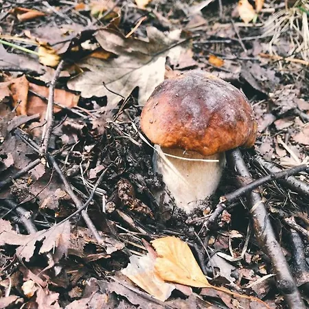 на берегу живописного озера * 凯里迈基