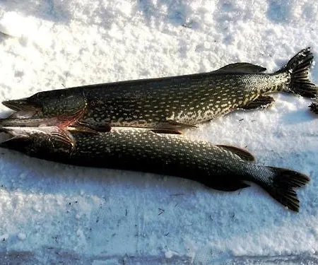 на берегу живописного озера