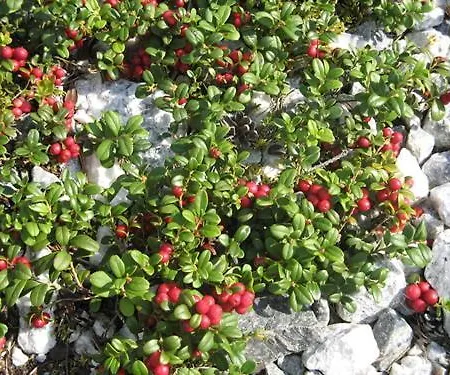 на берегу живописного озера Дом отдыха