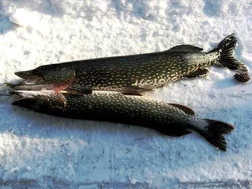 на берегу живописного озера