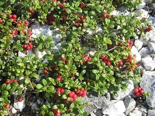 на берегу живописного озера 펜션